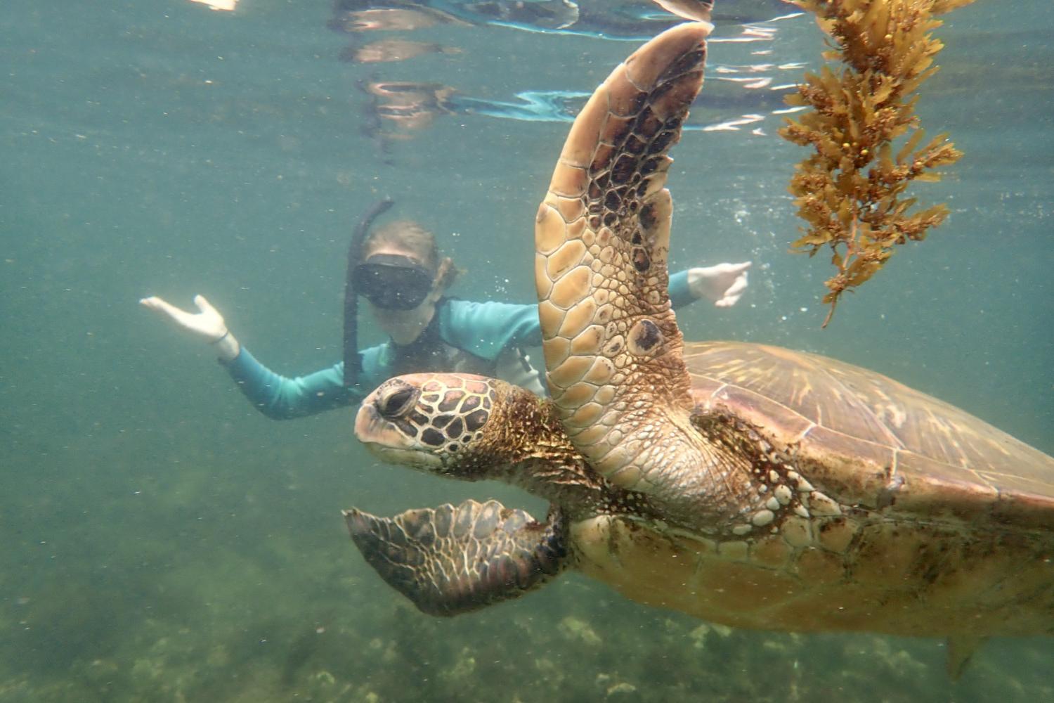 一名<a href='http://epto03.gsens.net'>bv伟德ios下载</a>学生在Galápagos群岛游学途中与一只巨龟游泳.